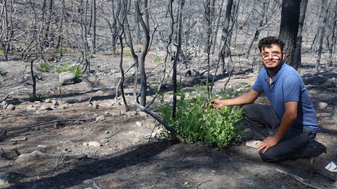 Hatay&#039;daki Yangın Alanında Yeşil Filizler Umut Oldu: Doğa Yeniden Doğuyor