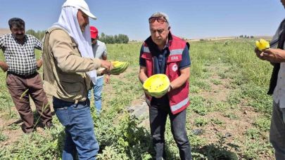 Van'da Bir İlk: İran'dan Getirilen Sarı Karpuz Hasat Edildi