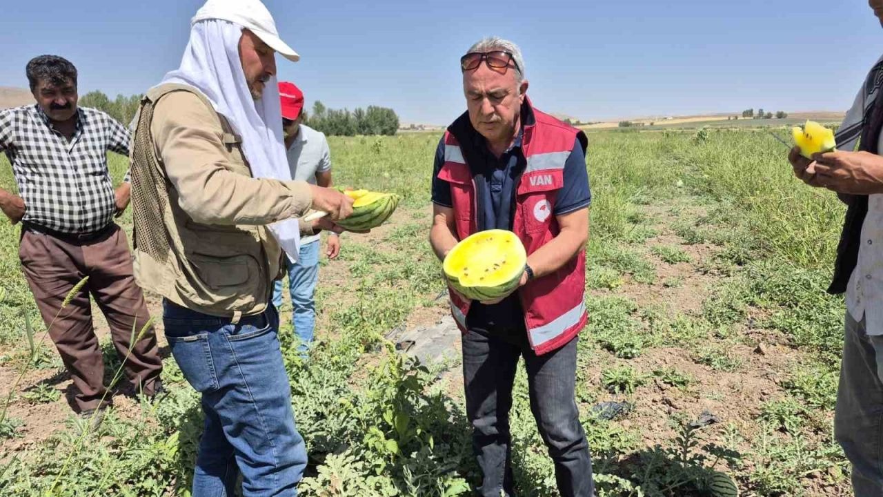 Van&#039;da Bir İlk: İran&#039;dan Getirilen Sarı Karpuz Hasat Edildi