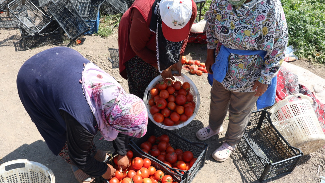 Iğdır&#039;da Yetiştirilen Sebzeler Bölge İllere Gönderiliyor