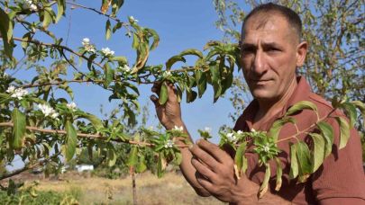Şanlıurfa Siverek’te Elma Ağaçları Ağustosta Çiçek Açtı