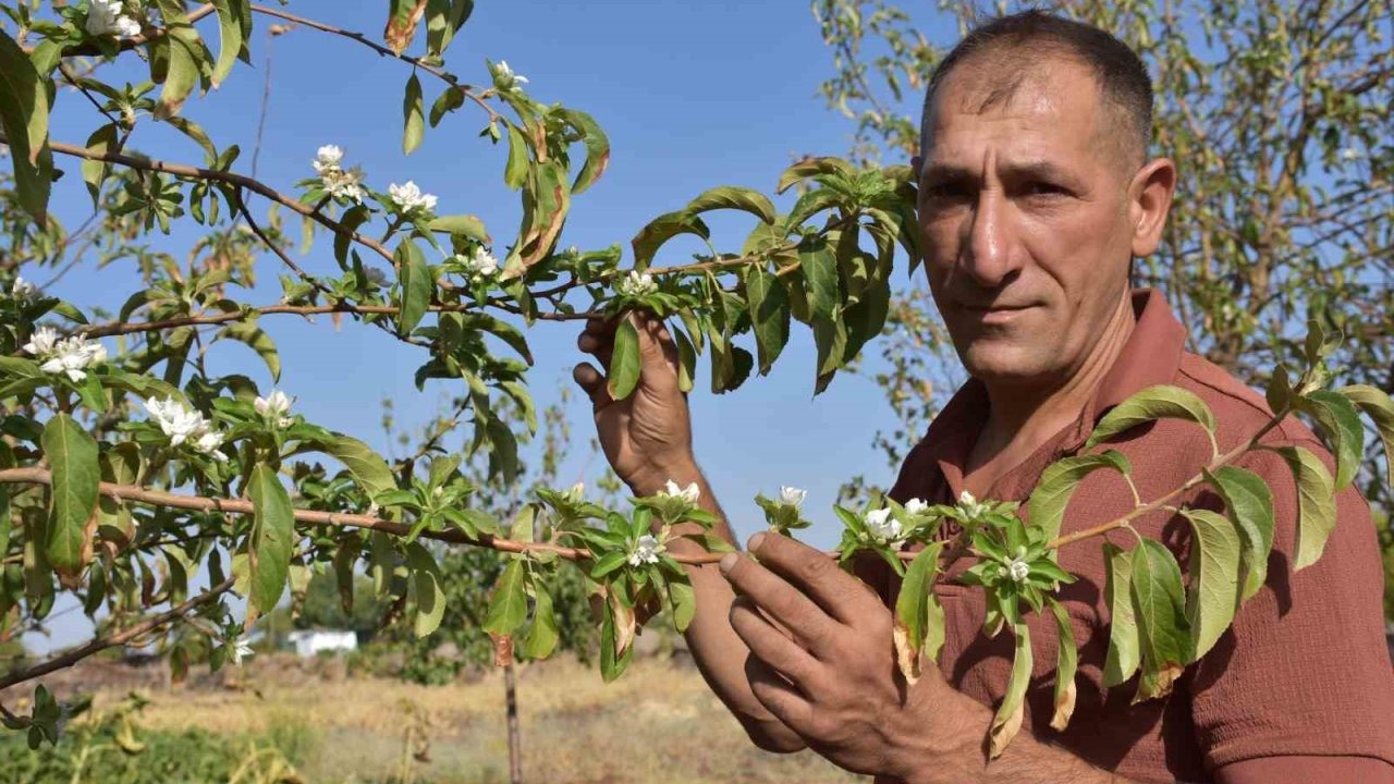 Şanlıurfa Siverek’te Elma Ağaçları Ağustosta Çiçek Açtı