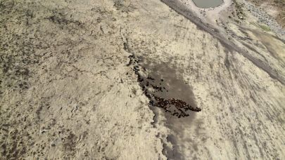 Iğdır’da Koyun Sürülerinin Gölet Kenarındaki Yayılışı Havadan Görüntülendi