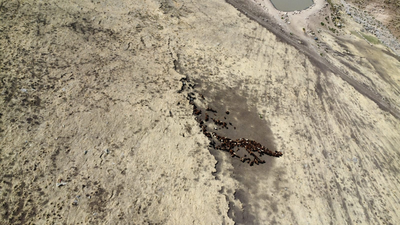 Iğdır’da Koyun Sürülerinin Gölet Kenarındaki Yayılışı Havadan Görüntülendi