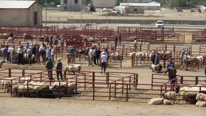 Van Hayvan Pazarı Şap Hastalığı Sonrası Yeniden Açıldı