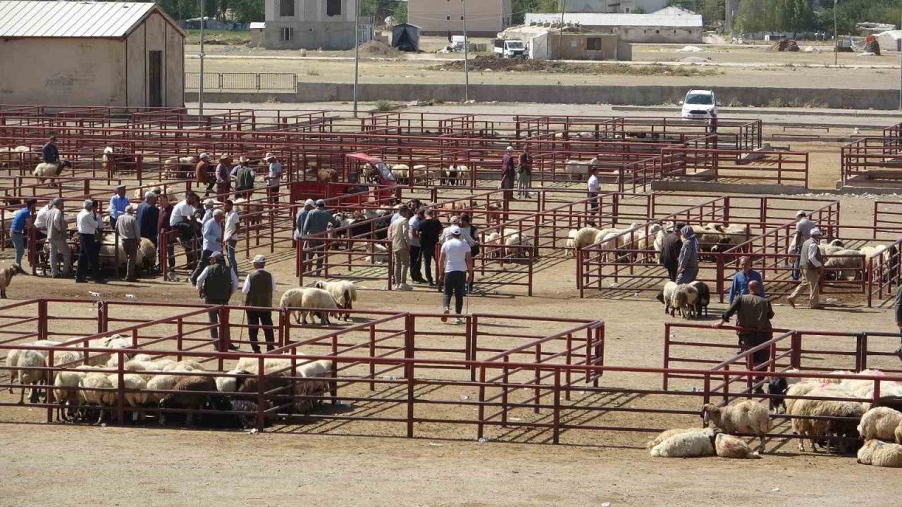 Van Hayvan Pazarı Şap Hastalığı Sonrası Yeniden Açıldı