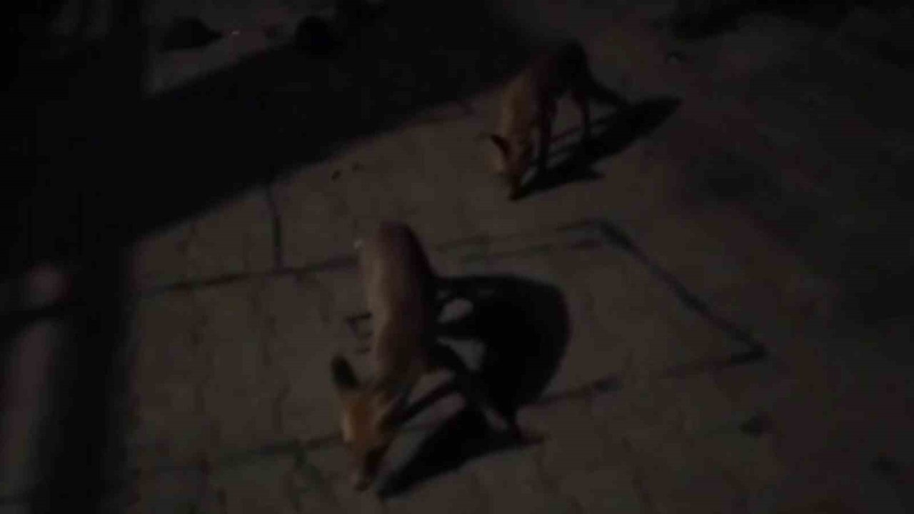 Çiftçiden Hayvan Dostlarına Eşsiz Ziyafet