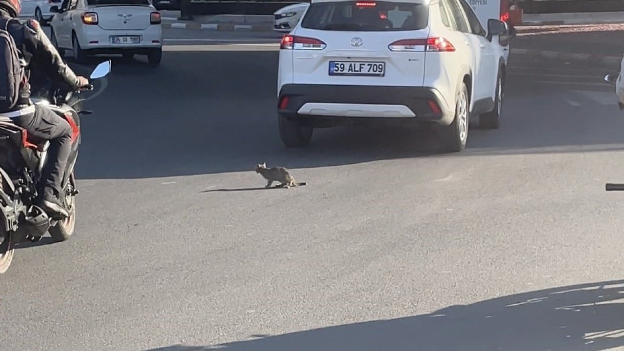 Yavru Kediden Sürücülere Tehlikeli Oyun