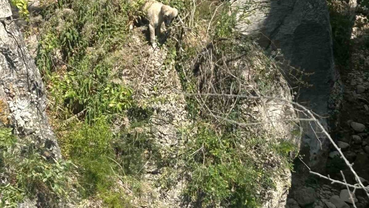 Kayalıklarda Mahsur Kalan Köpeği İtfaiye Ekipleri Kurtardı