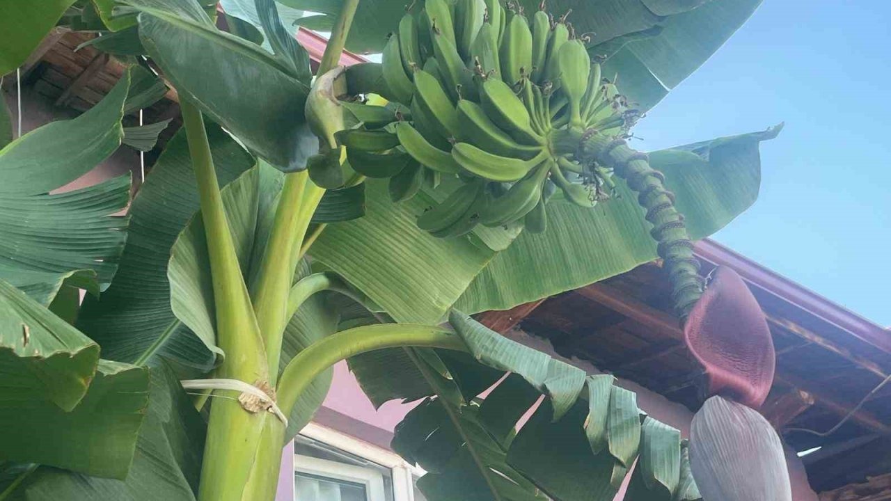 &quot;Buldan’da Muz Yetişmez&quot; Diyenlere İnat Muz Üretti