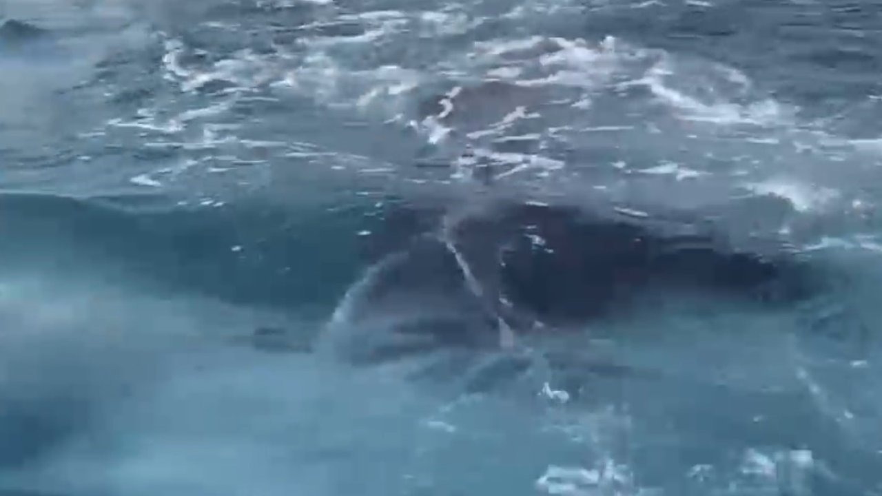 Demre’de Kayalıklara Sıkışan Yavru Balina Kurtarıldı