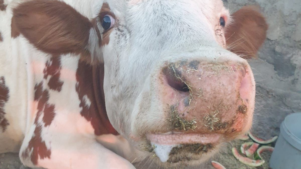 Iğdır’da Şap Aşılama Çalışmaları Hızla Sürüyor