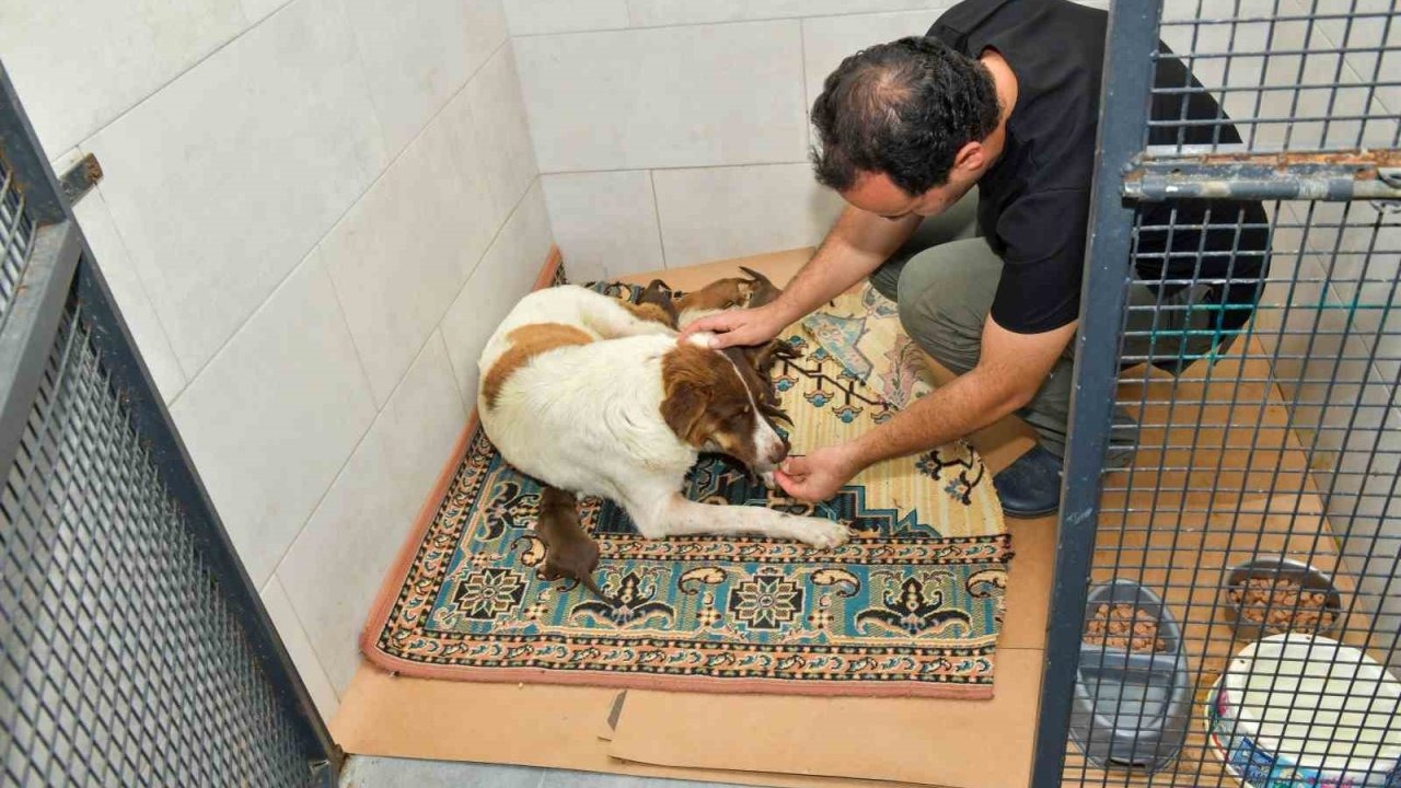 Esenyurt Belediyesi'nden "Kepçeyle Köpek Toplama" İddialarına Açıklama