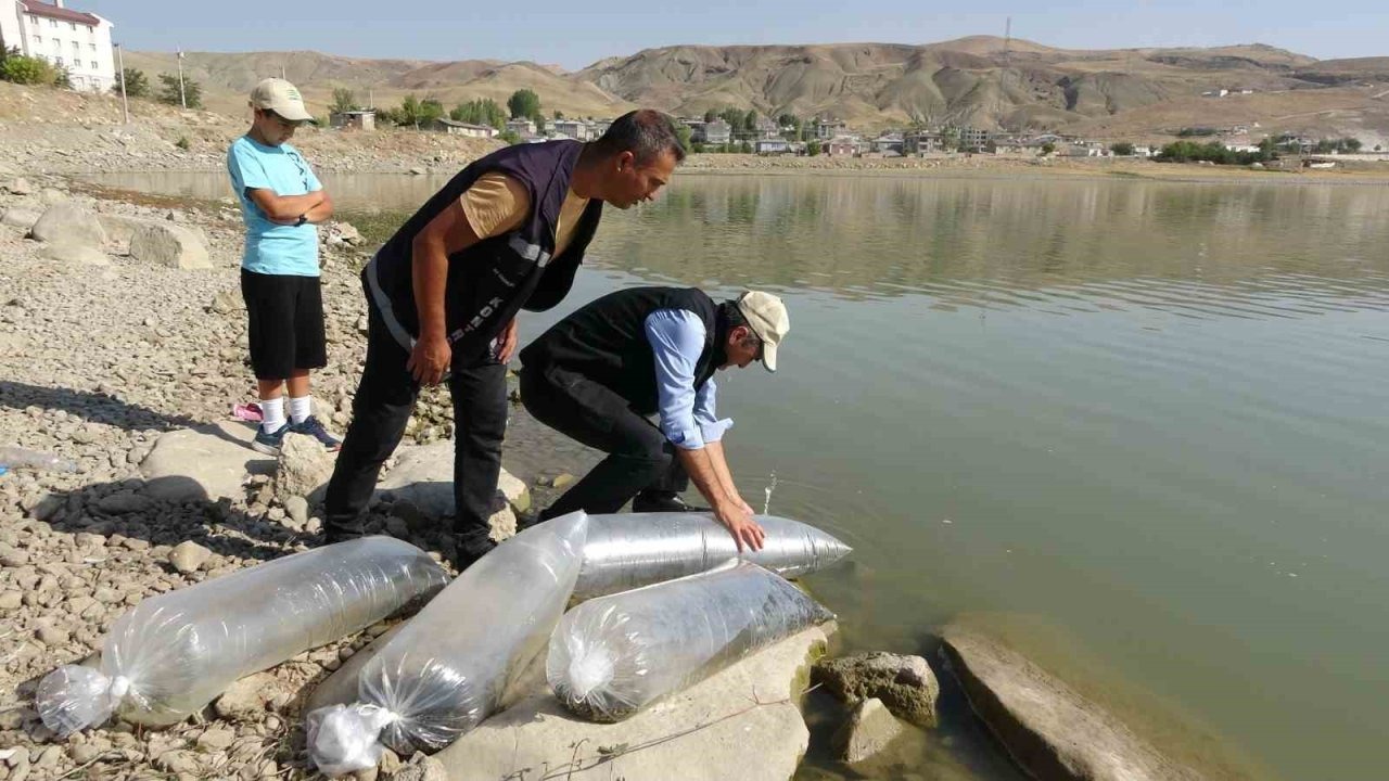Van Gölü ve Göletlerine 450 Bin Yavru Sazan Bırakıldı