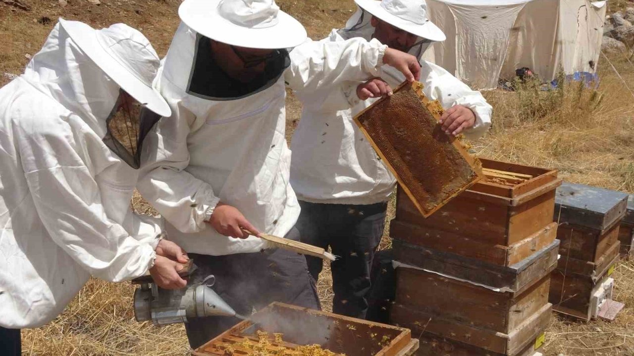 Dünya Birincisi Balın Hasadı Yapıldı