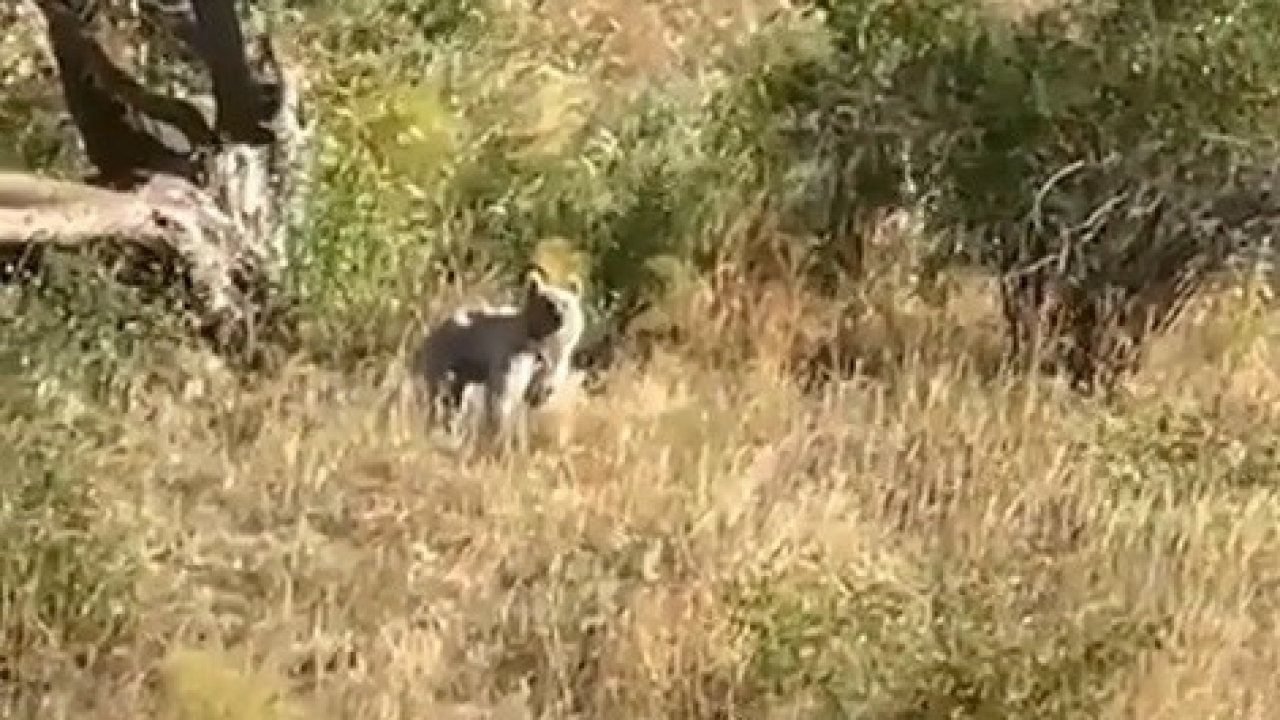 Bayburt’ta Baba ve Kızın Karşılaştığı Bozayı Kamerada