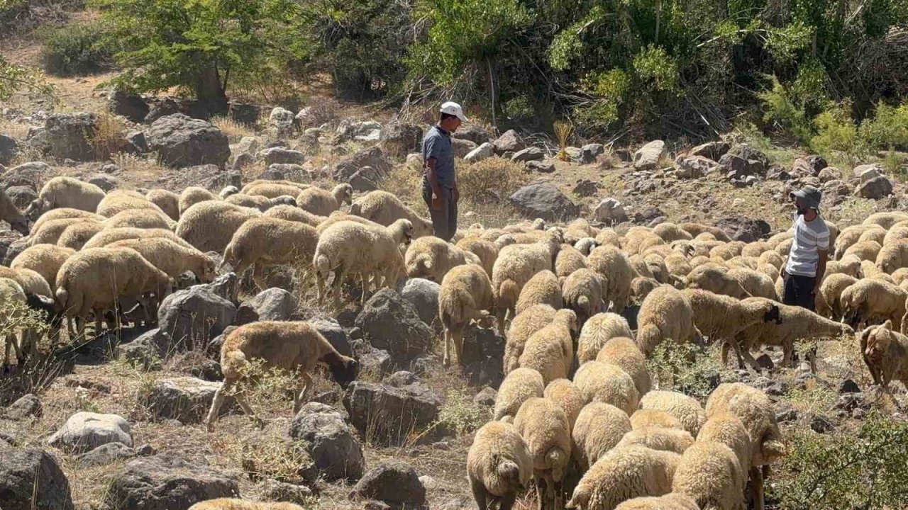 Ayı ve Kurt Saldırısı: 20 Kuzu Telef Oldu