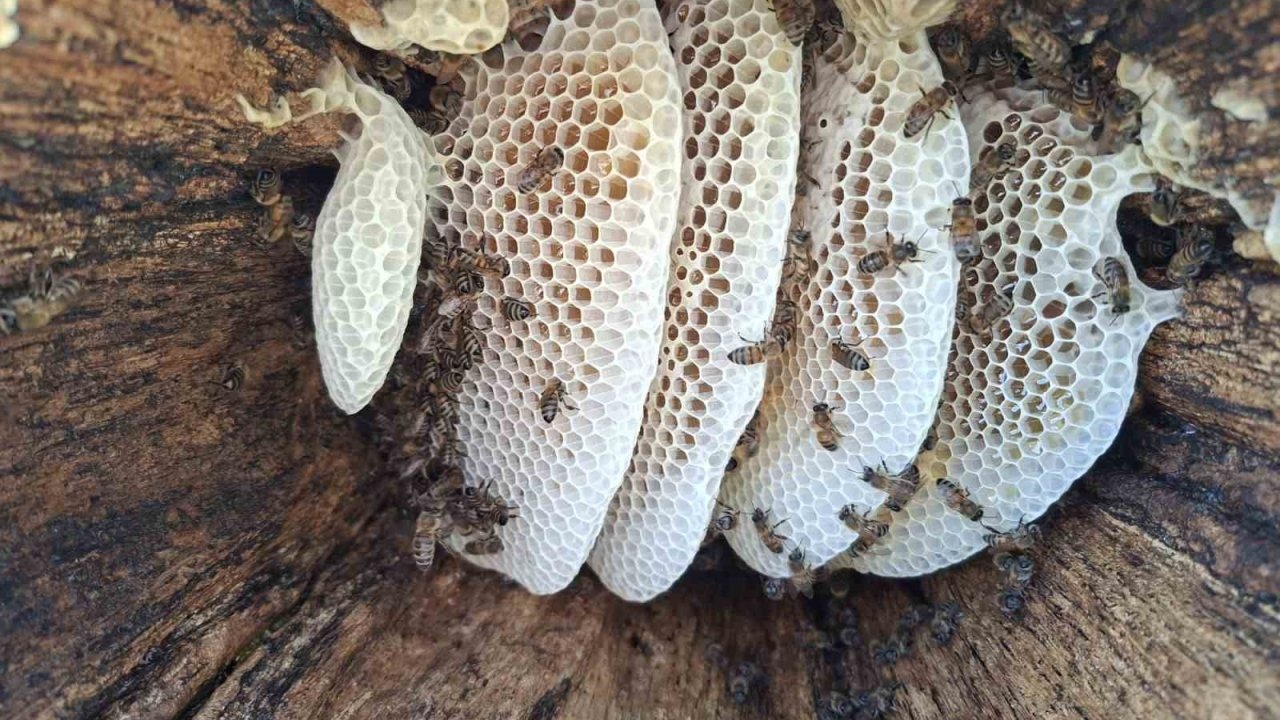 Bingöl&#039;de Kütük Balı Hasadı Başladı