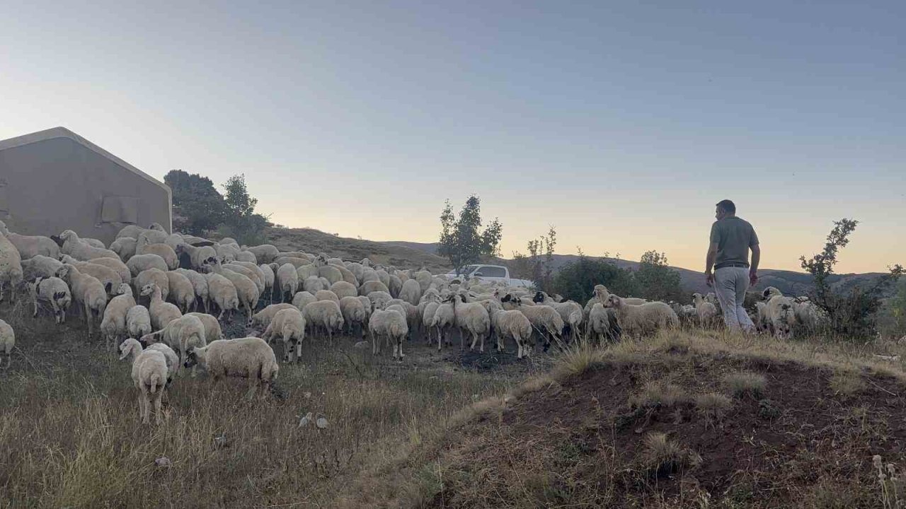 Koyun sürüsü ayı ve kurtların saldırısına uğradı