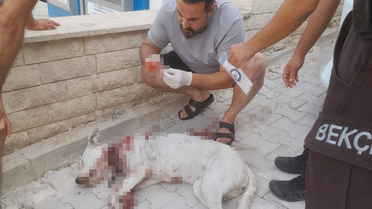 Hamile Köpeğe Silahlı Saldırı: Mahalle Halkı Ayakta