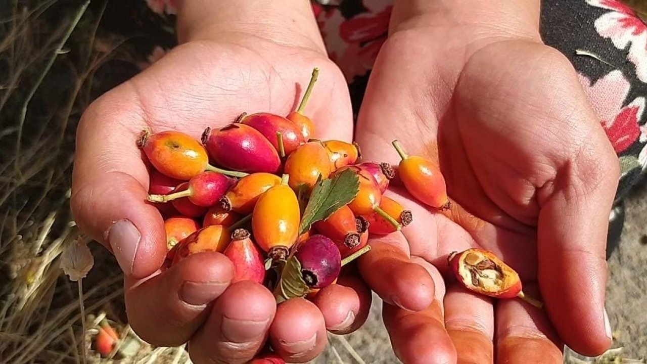 Ağrı’da Kuşburnu Sezonu Açıldı: Vatandaşlar Dağlara Akın Ediyor