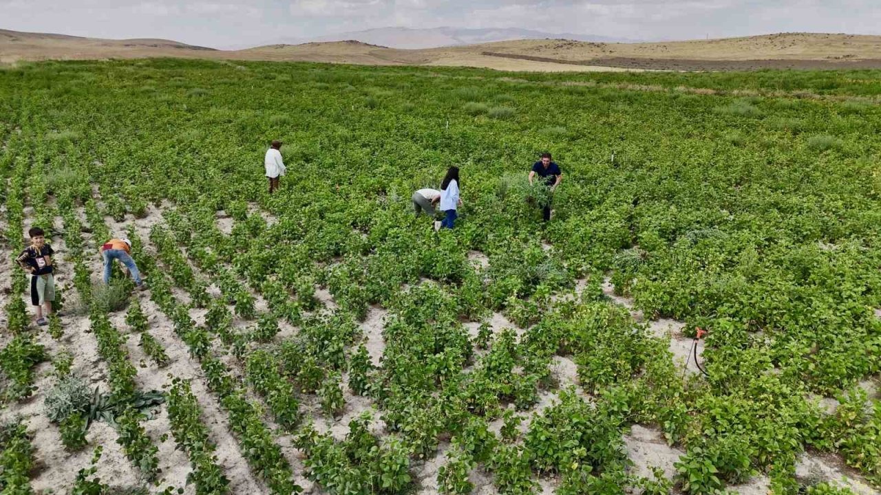 Ağrı’da Kuru Fasulye Üretimi Yüzde 75 Hibe Desteğiyle Artıyor