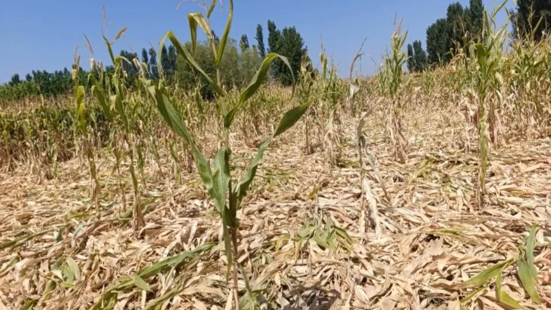 Iğdır’da Ayı Kâbusu Büyüyor: Tarlalar Zarar Gördü