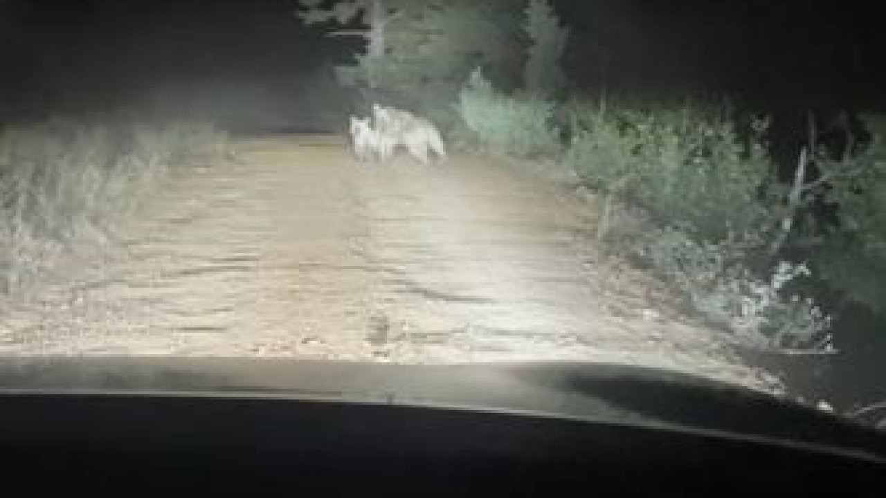 Yayla yolunda ayı ve yavrusu görüntülendi, anne ayı araca saldırdı
