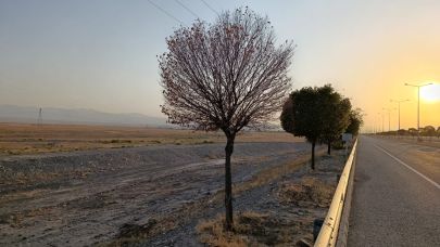 Iğdır Havalimanı Yolundaki Ağaçlar Kuruma Tehlikesiyle Karşı Karşıya