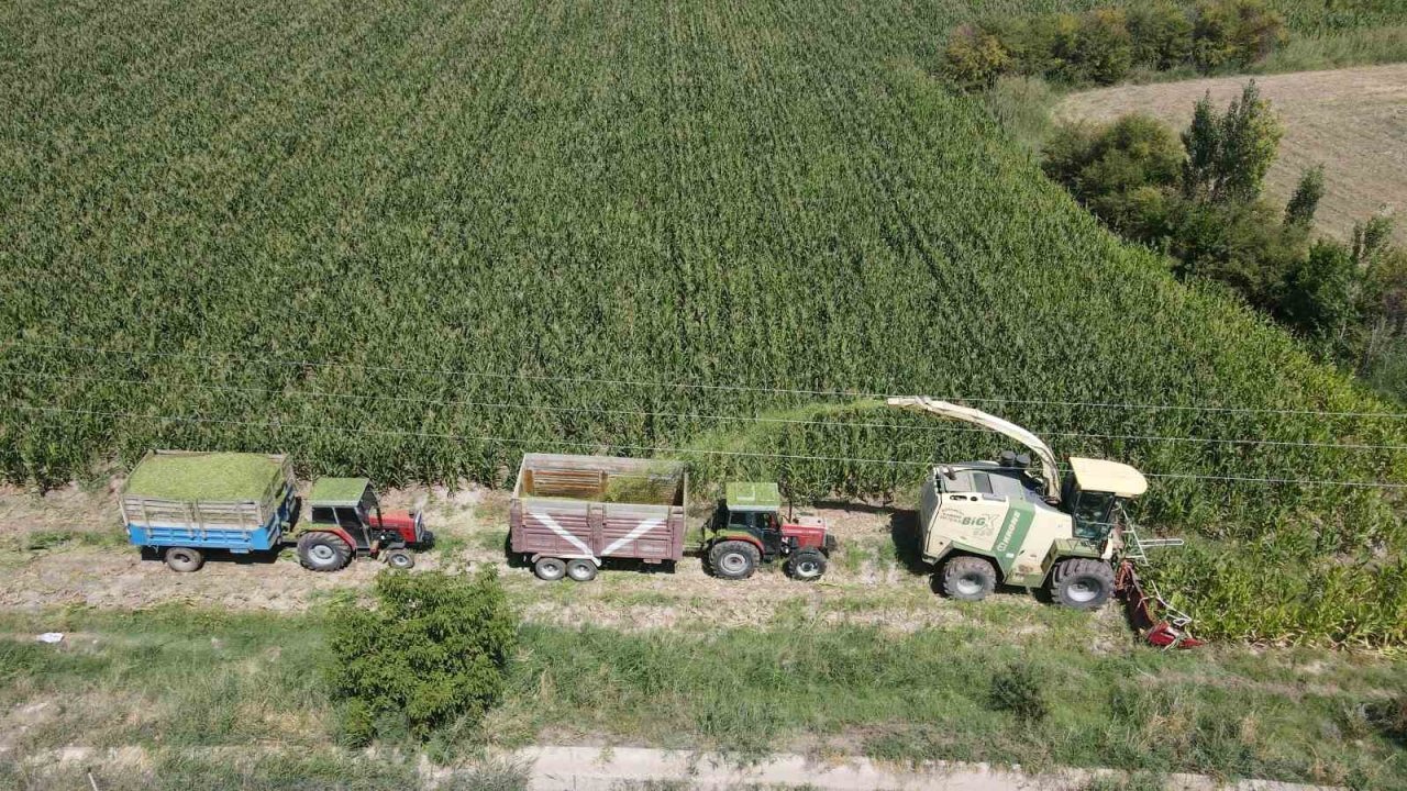 Erzincan Ovası&#039;nda Silajlık Mısır Hasadı Başladı