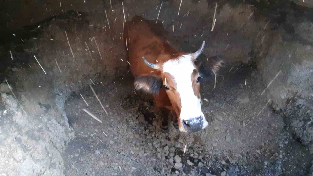 Bolu’da Su Kuyusuna Düşen İnek Kurtarıldı