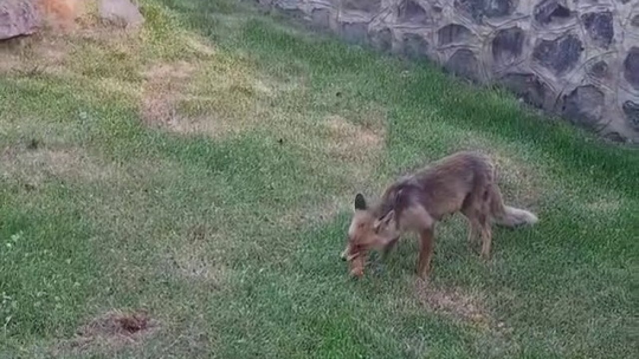 Erzurum’da Piknik Yapan Kadınlar Tilkiye Kadayıf Dolması Yedirdi