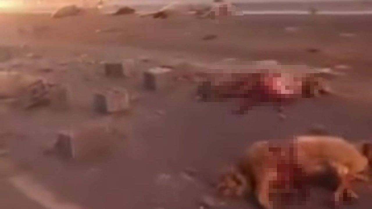 Kamyonetin Çarptığı Sürüdeki 37 Koyun Telef Oldu