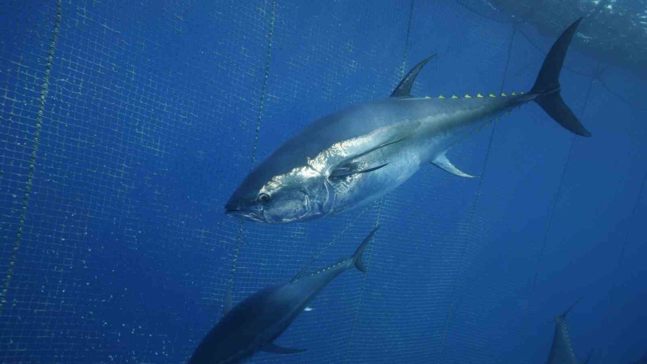 Türkiye'nin Orkinos İhracatı Japonya ve Güney Kore'ye Ulaşıyor