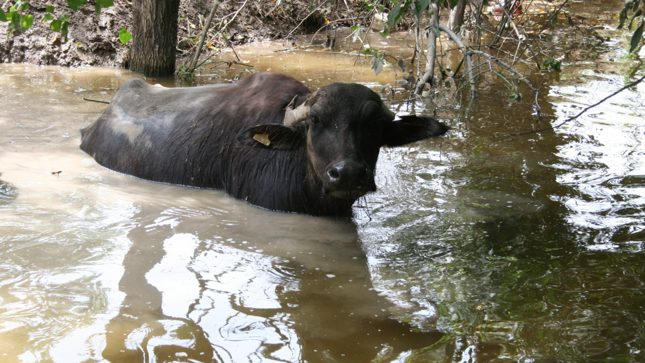 Iğdır&#039;da Sıcak Havalardan En Çok Mandalar Etkilendi