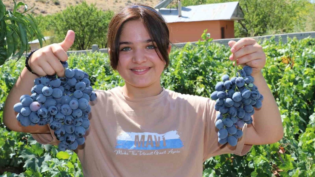 Üzümü hasadı başladı