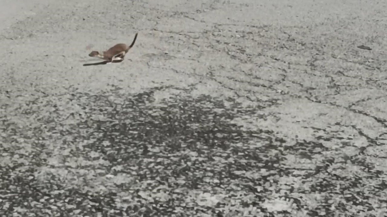 Nesli Tükenmekte Olan Gelincik Kars&#039;ta Görüntülendi