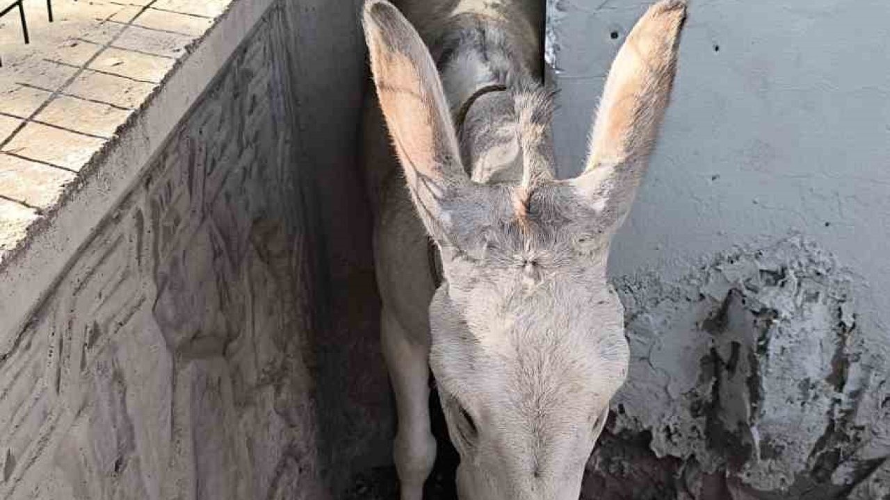 İki duvar arasına sıkışan eşek kurtarıldı