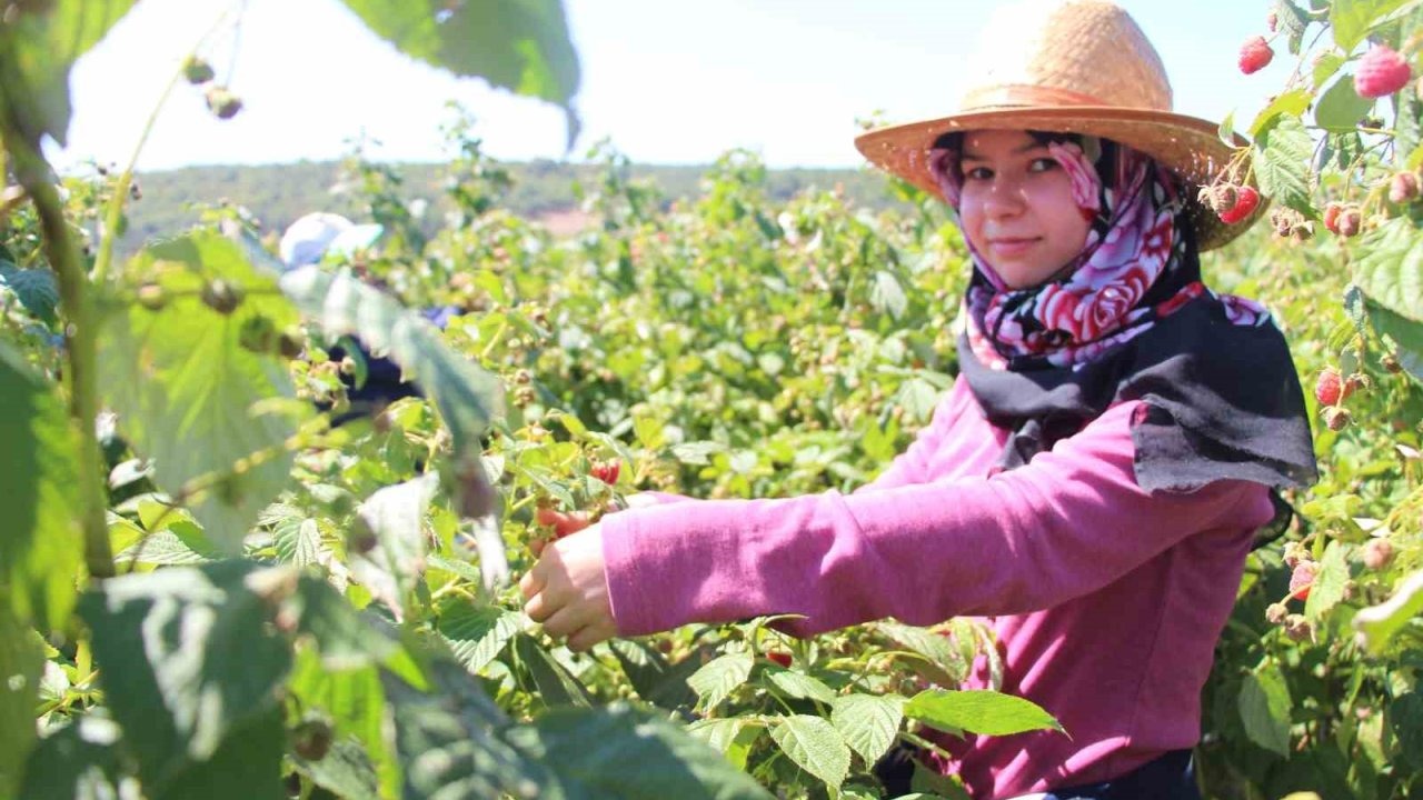 Üniversiteli Gencin Başarı Hikayesi: Orman Meyveleriyle Kazanç Kapısı