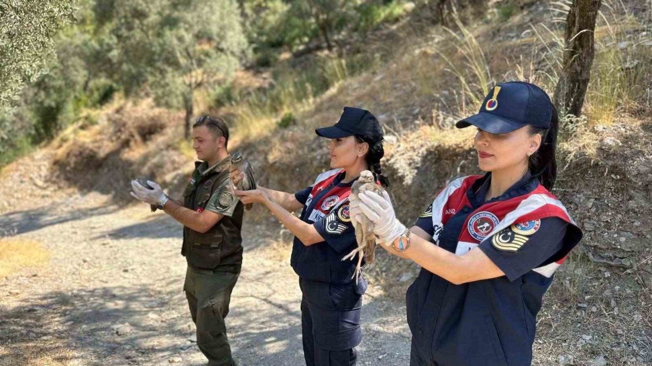Aydın’da Ele Geçirilen 46 Kuş Doğaya Geri Bırakıldı