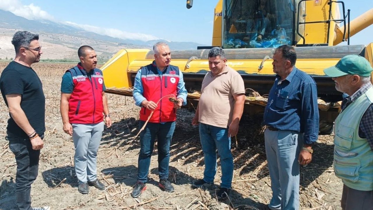 Ayçiçeği hasadı başladı