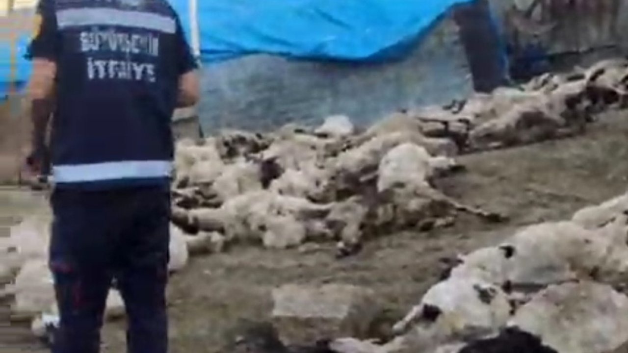 Van&#039;da Kurt Saldırısı: 111 Koyun Telef Oldu