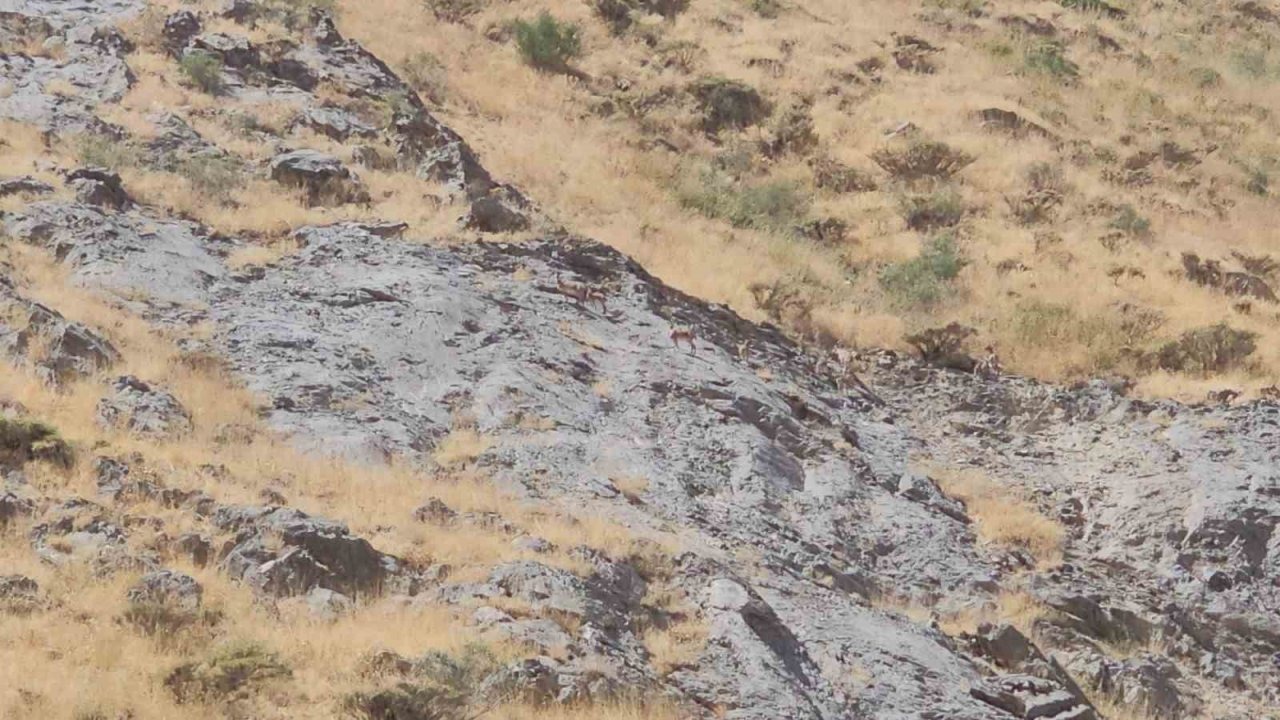 Cilo Dağı&#039;nda Nadir Görülen Dağ Keçileri Görüntülendi