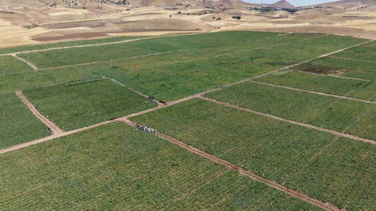 Elazığlı Üreticiden Çağrı: &quot;Tarladan 8 Liraya Domates Alın&quot;