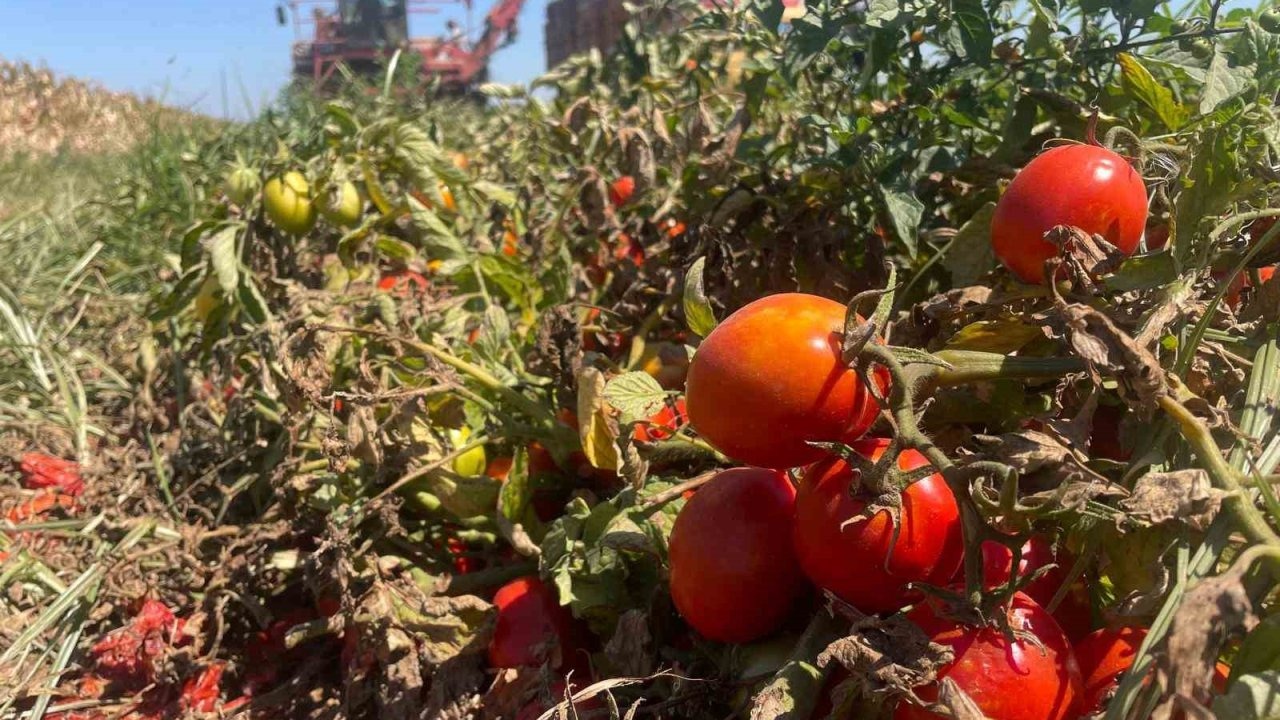 Bursa Karacabey&#039;de Salçalık Domates Üretimi Azaldı, Fiyatlar 3&#039;e Katlandı