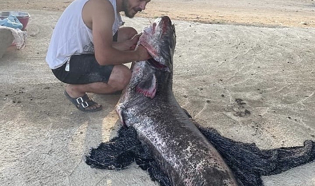 73 kiloluk yayın balığı yakalandı