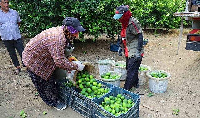 Adana&#039;da Limon Hasadı Başladı: Marketlerde 150 Lirayı Aşan Fiyatlar İçin Çözüm Arayışı