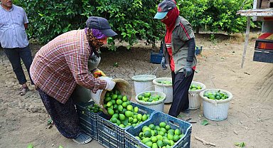 Adana'da Limon Hasadı Başladı: Marketlerde 150 Lirayı Aşan Fiyatlar İçin Çözüm Arayışı