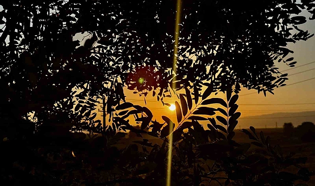 Ağrı&#039;da Gün Batımı ve Ayçiçeği Tarlaları Kartpostallık Manzaralar Yarattı