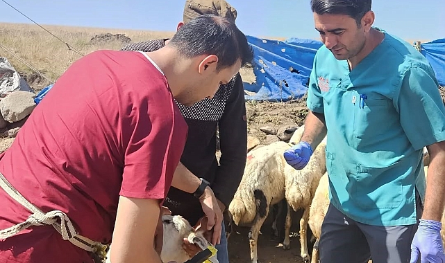 Ağrı&#039;da Küçükbaş Hayvanlara Sağlık ve Kimlik Güvencesi